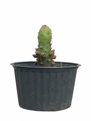 Cactus Bastón de Eva