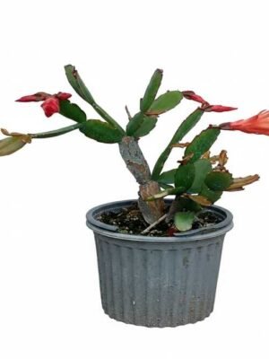 Cactus de Acción de Gracias