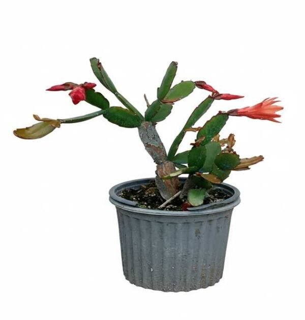 Cactus de Acción de Gracias