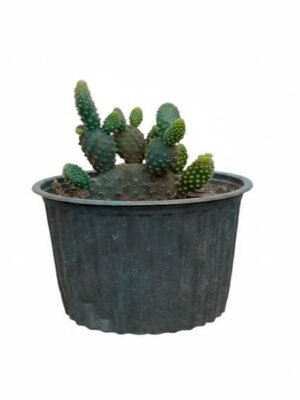 Cactus Orejas de Conejo