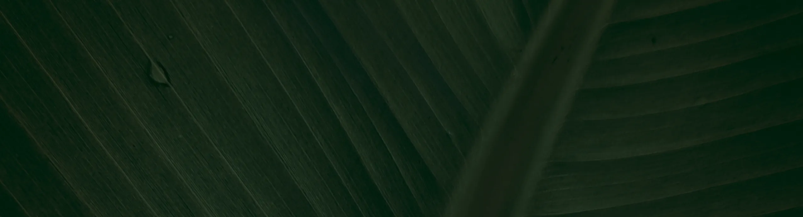 Alcachofa de la Casa